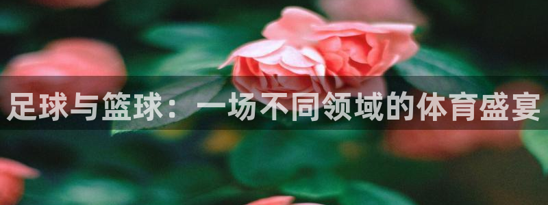 风速体育直播：足球与篮球：一场不同领域的体育盛宴